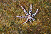 Blue starfish (Coscinasterias tenuispina) resting on algae, Tenerife, Canary Islands, Atlantic Ocean.
