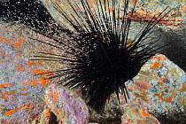 Mysid shrimp (Mysidacea sp.) swarming around Black spined sea urchin (Diadema antillarum), an invasive species, Tenerife, Canary Islands, Atlantic Ocean.