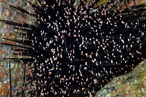 Mysid Shrimps (Mysidacea sp.) swarming in front of Black spined sea urchin (Diadema antillarum), Tenerife, Canary Islands, Atlantic Ocean.