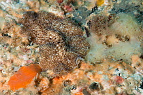 Flatworm (Thysanozoon sp.), moving over stones through undulating ripples of body, Tenerife, Canary Islands, Atlantic ocean.