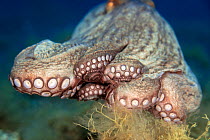 Common octopus (Octopus vulgaris) with tentacles in focus, Tenerife, Canary Islands, Atlantic Ocean.