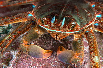 Flat crab (Percnon gibbesi) feeding , Tenerife, Canary Islands, Atlantic Ocean.