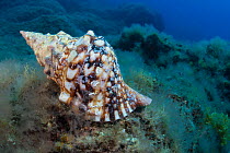 Trumpet Shell (Charonia lampas) on algae, Tenerife, Canary Islands, Atlantic Ocean.