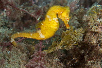 Short-snouted seahorse (Hippocampus hippocampus) grasping seaweed with tail, Tenerife, Canary Islands, Atlantic Ocean.