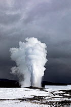 Old Faithful Geyser erupting in winter under stormy sky, Yellowstone National Park, Wyoming, USA. January, 2022.