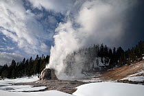 Lone Star Geyser erupting in winter, Yellowstone National Park, Wyoming, USA. January, 2022.