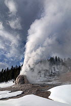 Lone Star Geyser erupting in winter, Yellowstone National Park, Wyoming, USA. January, 2022.