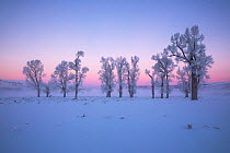 Frost-covered Cottonwood (Populus sp.) trees at dawn, Lamar Valley, Yellowstone National Park, Wyoming, USA. January, 2022.
