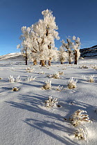 Cottonwood trees (Populus sp.) covered in thick frost in winter, Lamar Valley, Yellowstone National Park, Wyoming, USA. January, 2022.