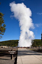 Crowd of tourists watching Old Faithful Geyser eruption, Yellowstone National Park, Wyoming, USA. September, 2022.