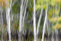 Aspen (Populus tremula) trees, Grand Teton National Park, Wyoming, USA. September.
