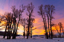 Cottonwood trees (Populus sp.) silhouetted against winter sunset, Lamar Valley, Yellowstone National Park, Wyoming, USA. January, 2022..