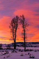 Cottonwood trees (Populus sp.) silhouetted against winter sunset, Lamar Valley, Yellowstone National Park, Wyoming, USA. January, 2022.
