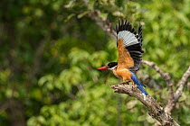 Black capped kingfisher (Halcyon pileata) perched on branch spreading wings, Sunderban tiger reserve, West Bengal, India.
