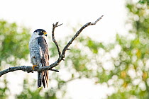 Peregrine falcon (Falco peregrinus) perched on branch, Sunderban tiger reserve, West Bengal, India.