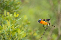 Small minivet (Pericrocotus cinnamomeus) perched on branch, stretching wings, Sunderban tiger reserve, West Bengal, India.