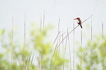 White throated kingfisher (Halcyon smyrnensis) perched on a reed, Sunderban tiger reserve, West Bengal, India.