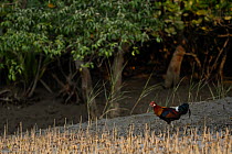 Red junglefowl (Gallus gallus) male, foraging on mangrove forest floor, Sunderban tiger reserve, West Bengal, India.