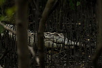 Marsh crocodile (Crocodylus palustris) leucistic, resting among mangroves, Sunderban tiger reserve, West Bengal, India.
