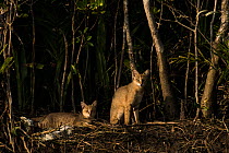 Jungle cat (Felis chaus) female and cub resting in afternoon sunlight, Sunderban tiger reserve, West Bengal, India.