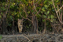Jungle cat (Felis chaus) walking though mangroves, Sunderban tiger reserve, West Bengal, India.