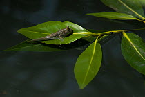 Dwarf Indian mudskipper (Periophthalmus novemradiatus) resting on leaf on water surface, Sunderban tiger reserve, West Bengal, India.