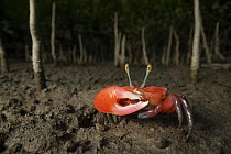 Red fiddler crab (Minuca minax) male, portrait,  Sunderban tiger reserve, West Bengal, India.