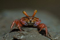 Red fiddler crab (Minuca minax) female, portrait, Sunderban tiger reserve, West Bengal, India.