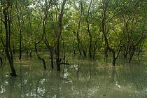Mangrove forest, Sunderban tiger reserve, West Bengal, India.