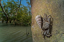 Mangrove tree crab (Aratus pisonii) crawling over tree trunk in mangroves, Sunderban tiger reserve, West Bengal, India.