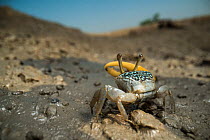 Yellow fiddler crab (Uca sp.) portrait, Sunderban tiger reserve, West Bengal, India.