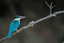 Collared kingfisher (Todiramphus chloris) perched on branch, Sunderban tiger reserve, West Bengal, India.