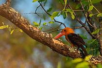 Brown winged kingfisher (Pelargopsis amauroptera) perched on branch, Sunderban tiger reserve, West Bengal, India.