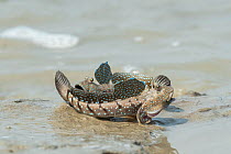 Two Blue spotted mud skippers (Boleophthalmus boddarti) fighting at water's edge,  Sunderban tiger reserve, West Bengal, India.