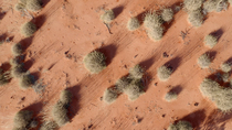 Aerial tracking shot of Spinifex (Spinifex sp.) grass covered red desert sand dunes. The drone ascends from low level. Australian Outback, South-West Queensland, Australia.