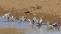 Cockatiel (Nymphicus hollandicus) flock drinking from cattle dam, with some birds taking flight and leaving frame and others entering frame and landing, Alice Springs, Northern Territory, Australia.