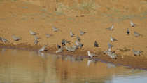 Crested pigeon (Ocyphaps lophotes) flock drinking from cattle dam, with pigeons entering frame and leaving frame by walking and with some pigeons flying over the flock, Alice Springs, Northern Territo...