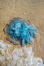 Barrel jellyfish (Rhizostoma pulmo) washed ashore on the beach along the North Sea coast in summer, Belgium. September.
