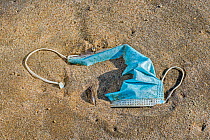 Discarded disposable facemask washed ashore, polluting sandy beach along the coast during COVID-19 / coronavirus pandemic, Belgium. September, 2020.