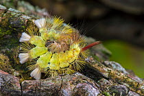 Pale tussock (Calliteara pudibunda) caterpillar, yellow form, curled up on branch, Belgium. September.