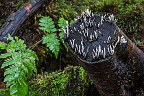 Candlestick fungus (Xylaria hypoxylon) fruiting bodies, growing on decaying tree stump, Flanders, Belgium. November.