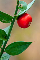 Butcher's-broom (Ruscus aculeatus) berry and leaves close up, France. April.