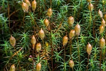 Juniper haircap moss (Polytrichum juniperinum) close-up showing sporophytes, France. May.
