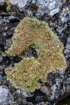 Stonewall rim lichen / Robed rim lichen (Lecanora muralis), crustose lichen on rock, close up, France. June.