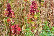 Quinoa (Chenopodium quinoa) showing red pistillate flowers growing in field in summer, France. August.