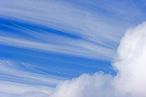 Cirrus fibratus / Cirrus filosus, high altitude cloud formation, and blue sky, Europe. February.