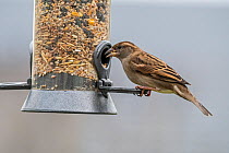 House sparrow (Passer domesticus) female, feeding on seed mixture from garden bird feeder in winter, Europe. January.