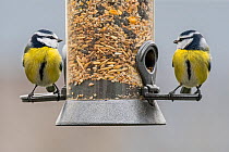 Two Blue tits (Cyanistes caeruleus) eating seed mixture from garden bird feeder in winter, Europe. January.