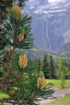Mugo pine (Pinus mugo) close-up of needles and male flowers with mountains in background, Cirque de Gavarnie, Pyrenees, France. June.