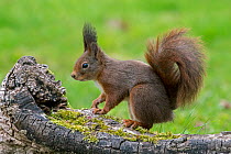 Red squirrel (Sciurus vulgaris) with large ear-tufts looking for nuts in food cache hidden in tree stump in early spring, Belgium. March.